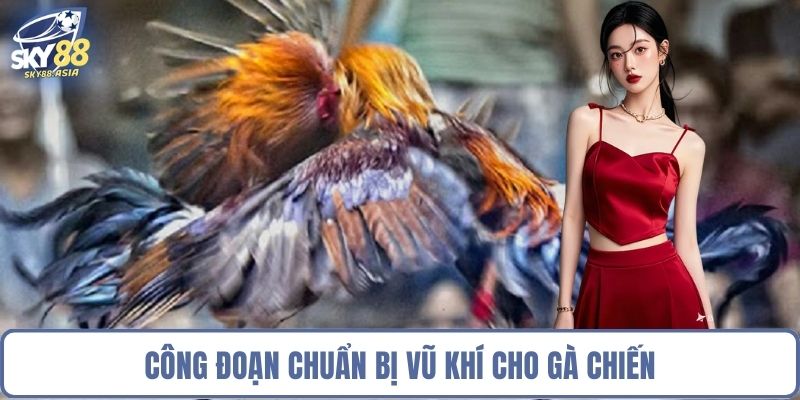 Công đoạn chuẩn bị vũ khí cho gà chiến