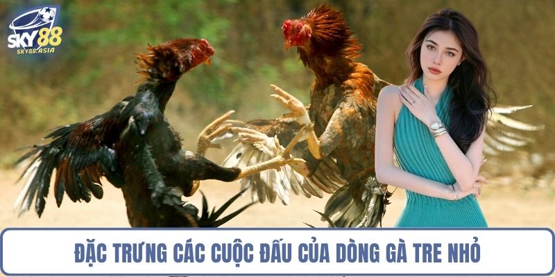 Đặc trưng các cuộc đấu của dòng gà tre nhỏ