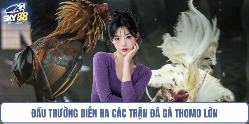Đấu trường diễn ra các trận đá gà Thomo lớn