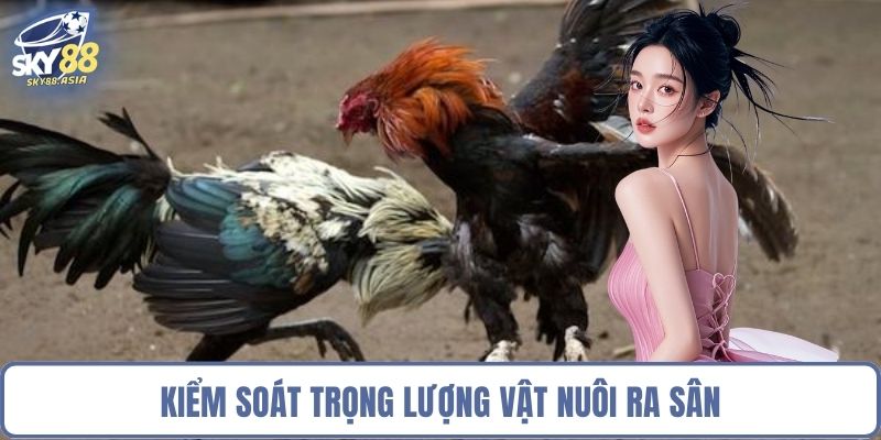 Kiểm soát trọng lượng vật nuôi ra sân