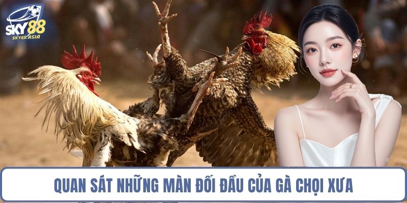 Quan sát những màn đối đầu của gà chọi xưa