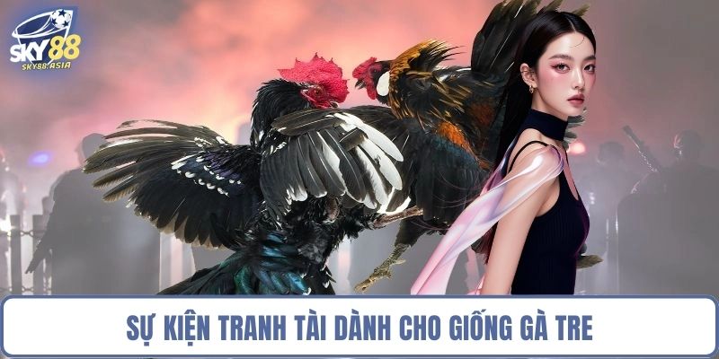 Sự kiện tranh tài dành cho giống gà tre