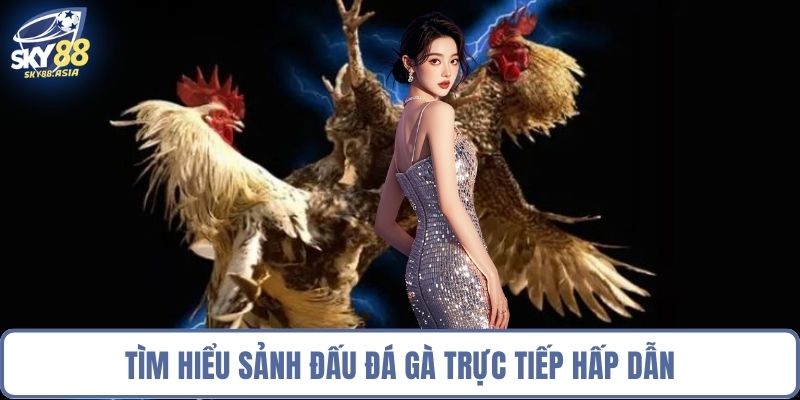 Tìm hiểu sảnh đấu đá gà trực tiếp hấp dẫn