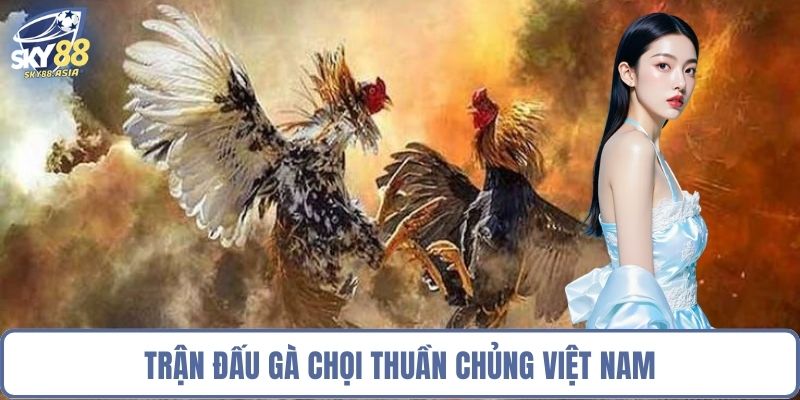 Trận đấu gà chọi thuần chủng Việt Nam